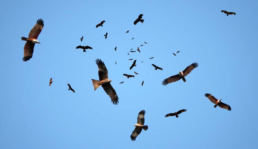 All birds have Fundamental Right to fly in the sky and not be caged: Delhi High Court All birds have Fundamental Right to fly in the sky and not be caged: Delhi High Court