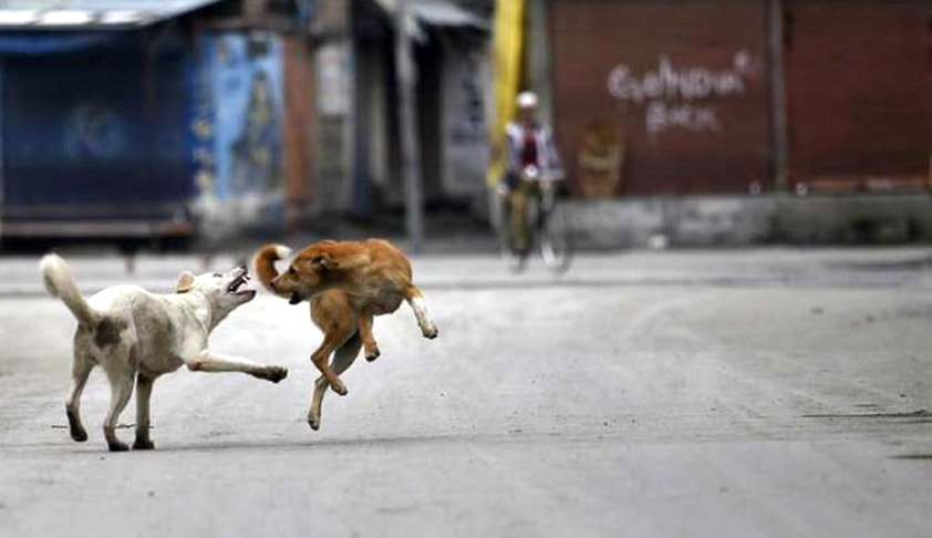 Attempt to thwart rehabilitation of street dogs: Kerala HC issues notice to Maneka Gandhi Attempt to thwart rehabilitation of street dogs: Kerala HC issues notice to Maneka Gandhi