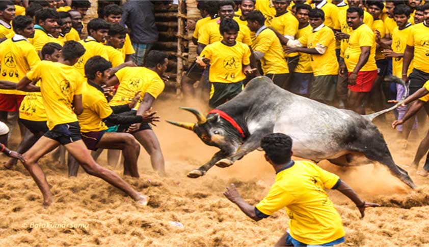 Jallikattu: TN Governor Promulgates Ordinance Allowing The Bull-Taming Sport Jallikattu: TN Governor Promulgates Ordinance Allowing The Bull-Taming Sport