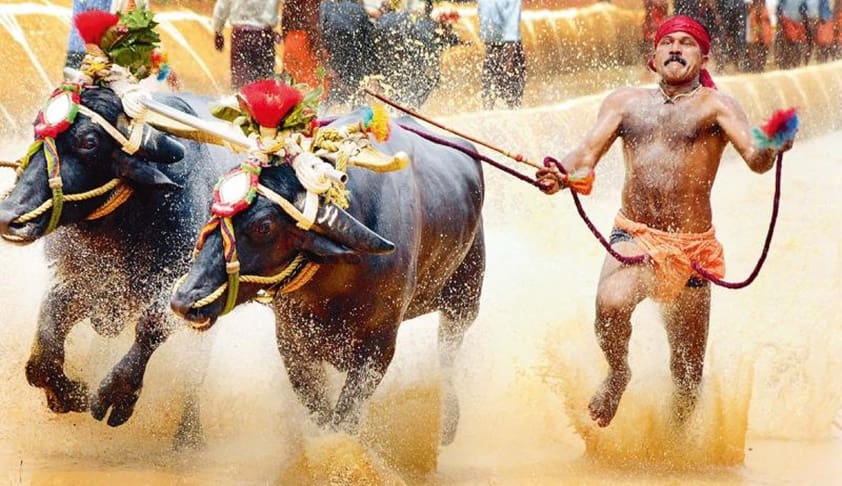 President Promulgates Ordinance Allowing Annual Buffalo Race- Kambala In Karnataka President Promulgates Ordinance Allowing Annual Buffalo Race- Kambala In Karnataka