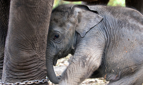 Captive Elephants : SC Asks Chief Wildlife Wardens Of States To Give Information Captive Elephants : SC Asks Chief Wildlife Wardens Of States To Give Information