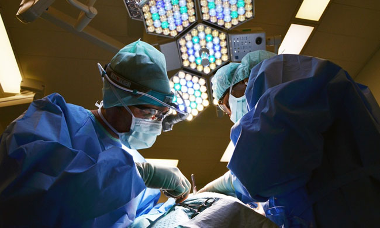 Kerala High Court Orders Expeditious Appointment Of Veterinary Staff In Lakshadweep Kerala High Court Orders Expeditious Appointment Of Veterinary Staff In Lakshadweep