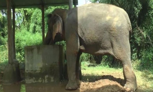 SC Dismisses Mahouts Habeas Corpus Plea For Release Of Elephant Lakshmi As Withdrawn SC Dismisses Mahouts Habeas Corpus Plea For Release Of Elephant Lakshmi As Withdrawn