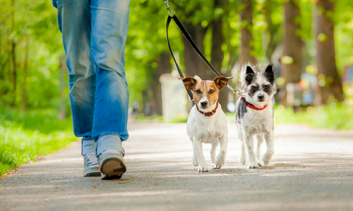 Orissa High Court Fines Woman Who Sought Pet Dogs Custody From Daughter-In-Law After Dowry Dispute Orissa High Court Fines Woman Who Sought Pet Dogs Custody From Daughter-In-Law After Dowry Dispute