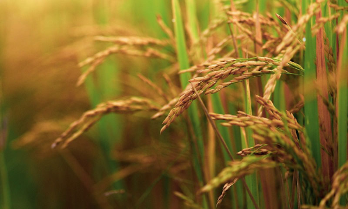 Farmers Distress- Policy Needed To Take Care Of Paddy Sacks Which Get Drenched In Rain: Madras HC Takes Suo Moto Cognizance