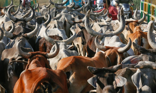 Delhi High Court Asks Centre To Consider As Representation Plea Against Artificial Insemination In Animals
