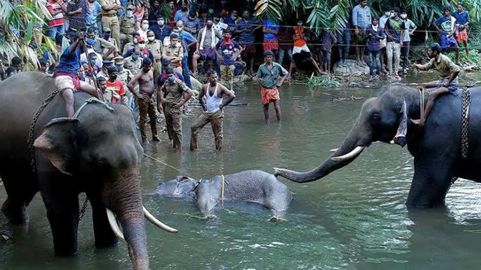 No Fruitful Intervention: Kerala High Court Refuses To Entertain PIL With Wide Ranging Prayers For Resolution Of Human-Wildlife Conflicts