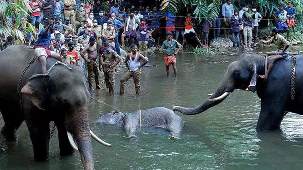 No Fruitful Intervention: Kerala High Court Refuses To Entertain PIL With Wide Ranging Prayers For Resolution Of Human-Wildlife Conflicts No Fruitful Intervention: Kerala High Court Refuses To Entertain PIL With Wide Ranging Prayers For Resolution Of Human-Wildlife Conflicts