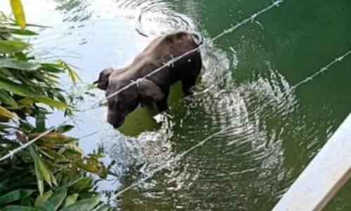 Kerala Elephant Tragedy : Plea In SC Seeks To Stop Use Of Snares & Traps Against Wildlife Kerala Elephant Tragedy : Plea In SC Seeks To Stop Use Of Snares & Traps Against Wildlife