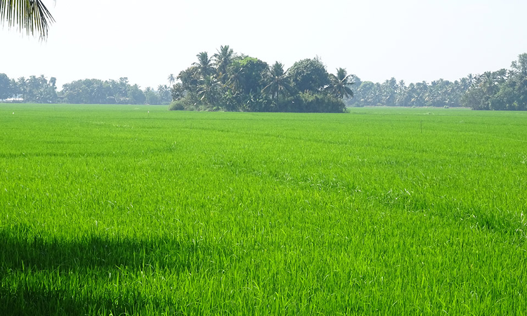 Paddy Land Act - 25 Cents To Be Excluded To Compute Conversion Fee Under Section 27A : Kerala High Court Paddy Land Act - 25 Cents To Be Excluded To Compute Conversion Fee Under Section 27A : Kerala High Court