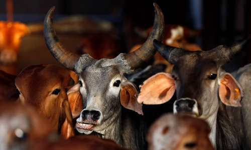 Cow Smuggling Case : Karnataka High Court Grants Anticipatory Bail To Three Accused Cow Smuggling Case : Karnataka High Court Grants Anticipatory Bail To Three Accused