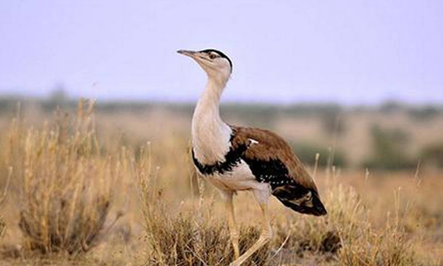 Karnataka HC Doubts Expertise Of Committee Formed To Protect Great Indian Bustard Karnataka HC Doubts Expertise Of Committee Formed To Protect Great Indian Bustard