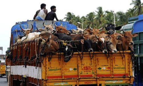 No Coercive Action Against Cattle Transport Till Rules Are Made : Karnataka Govt Tells High Court