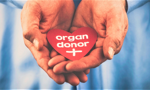 Kerala HC Directs State To Notify Hospital Based Authorization Committees For Expeditious Decision On Organ Donation Applications
