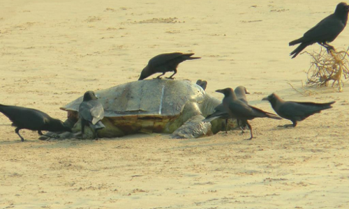 Death Of 800 Olive Ridley Sea Turtles In Odisha: Orissa High Court Registers Suo Moto PIL Death Of 800 Olive Ridley Sea Turtles In Odisha: Orissa High Court Registers Suo Moto PIL
