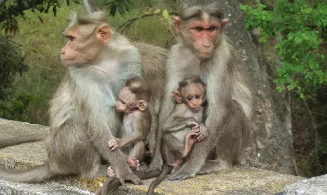 Create Proper Machinery To Address Monkey Menace: Karnataka High Court Tells State, BBMP Create Proper Machinery To Address Monkey Menace: Karnataka High Court Tells State, BBMP