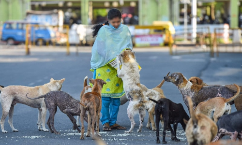 Give Wide Publicity To Guidelines Regarding Feeding Of Street Animals : Karnataka High Court Give Wide Publicity To Guidelines Regarding Feeding Of Street Animals : Karnataka High Court