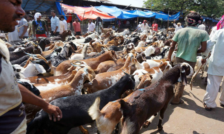 Bombay High Court Permits Animal Sacrifice For Bakri-Eid At Dargah In Kolhapurs Vishalgad Fort