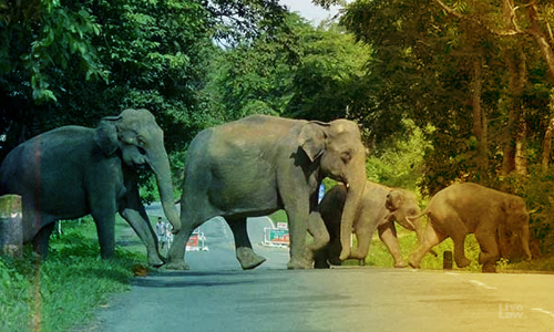 State Govt Recklessly Permitted Human Settlements Near Elephant Habitats Leading To Increased Instances Of Man-Animal Conflicts: Kerala High Court