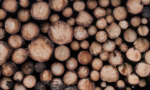 Karnataka High Court Permits KRDCL To Cut 18 Heritage Trees For Widening Of Bengaluru Roads Karnataka High Court Permits KRDCL To Cut 18 Heritage Trees For Widening Of Bengaluru Roads