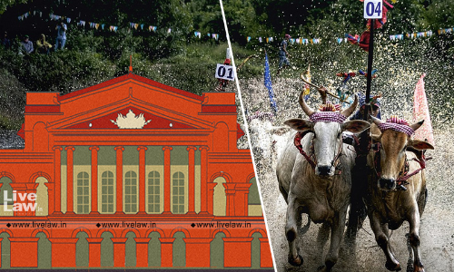 Karnataka High Court Permits Bull Racing, Directs State To Ensure Animals Are Not Tortured Karnataka High Court Permits Bull Racing, Directs State To Ensure Animals Are Not Tortured