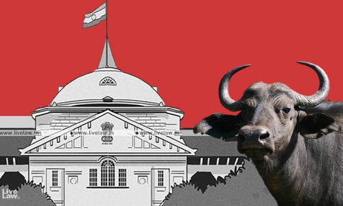 Natural Justice Principles Violated: Allahabad HC Quashes Govt Order Cancelling Retailers License For Selling Beef, Hurting Sentiments