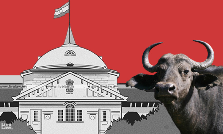 Natural Justice Principles Violated: Allahabad HC Quashes Govt Order Cancelling Retailers License For Selling Beef, Hurting Sentiments Natural Justice Principles Violated: Allahabad HC Quashes Govt Order Cancelling Retailers License For Selling Beef, Hurting Sentiments