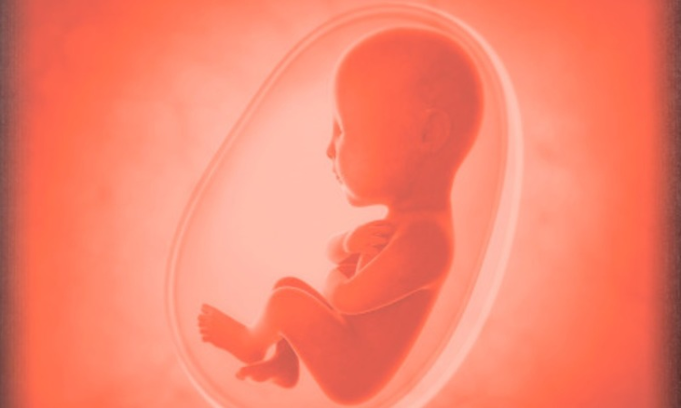 The Curious Case Of Fetal Viability The Curious Case Of Fetal Viability