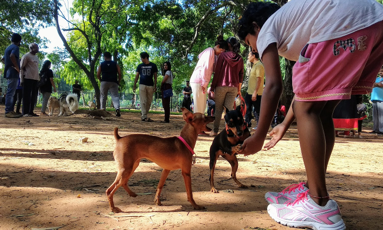 Allowing Dogs Inside Cubbon Park Affects Morning Walkers; People Dont Chain Them! : Karnataka High Court Expresses Concerns Allowing Dogs Inside Cubbon Park Affects Morning Walkers; People Dont Chain Them! : Karnataka High Court Expresses Concerns