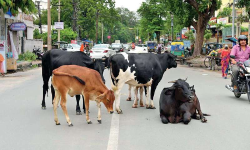 Gujarat High Court Pulls Up State Govt, Ahmedabad Municipal Corporation For Inaction On Stray Cattle Menace, Orders State To Frame Policy