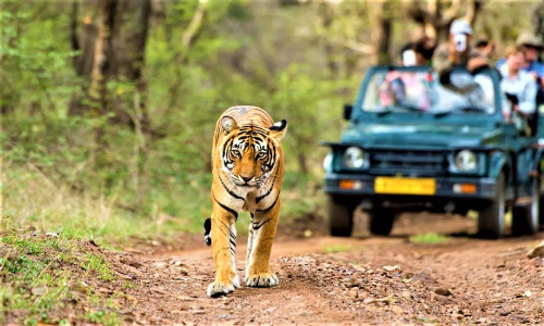 Rajasthan High Court Stays Constructions Within 1 Km Of Kumbhalgarh Forest Reserve Rajasthan High Court Stays Constructions Within 1 Km Of Kumbhalgarh Forest Reserve