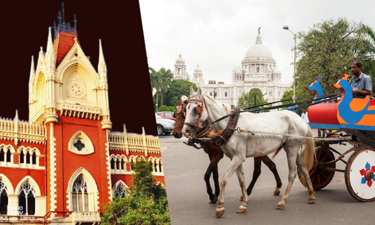 Miserable Condition Of Horses: Calcutta High Court Directs State Gov To Frame Policy Regarding Horse Carriages Plying Near Victoria Memorial Miserable Condition Of Horses: Calcutta High Court Directs State Gov To Frame Policy Regarding Horse Carriages Plying Near Victoria Memorial