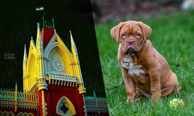 Unconditionally Undertakes To Take Good Care: Calcutta High Court Directs NGO To Return French Mastiff Dog Bruno To Its Rightful Owners Unconditionally Undertakes To Take Good Care: Calcutta High Court Directs NGO To Return French Mastiff Dog Bruno To Its Rightful Owners