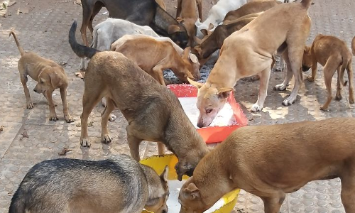Supreme Court Stays Delhi High Court Order Laying Down Guidelines To Feed Street Dogs Supreme Court Stays Delhi High Court Order Laying Down Guidelines To Feed Street Dogs