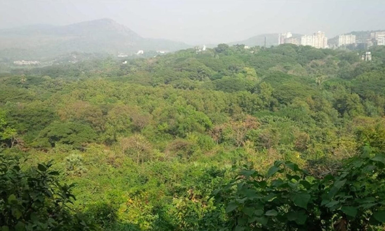 Bombay High Court Expresses Strong Displeasure On Forest Authorities And Revenue Department In Private Forest Land Matter Inspite Of Supreme Court Orders Bombay High Court Expresses Strong Displeasure On Forest Authorities And Revenue Department In Private Forest Land Matter Inspite Of Supreme Court Orders