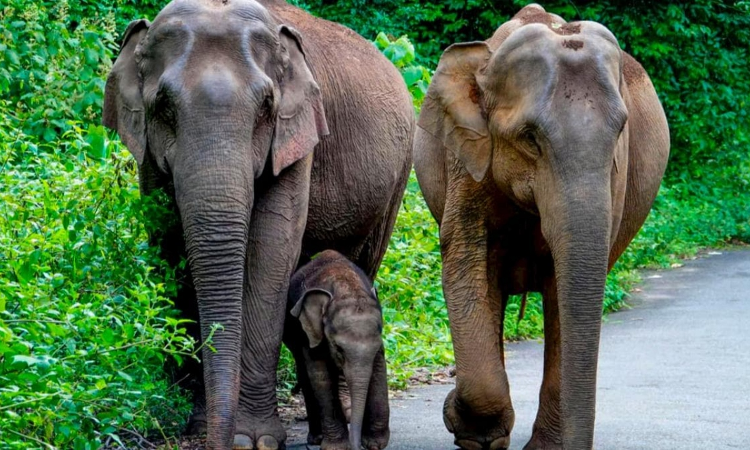 Orissa HC Directs Chief Forests Conservator To Submit Comprehensive Action Plan To Control Unnatural Elephant Deaths Orissa HC Directs Chief Forests Conservator To Submit Comprehensive Action Plan To Control Unnatural Elephant Deaths