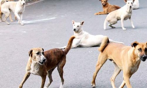 Delhi High Court Asks Govt To Consider Formulating Policy For Rehabilitation Of Stray Dogs Delhi High Court Asks Govt To Consider Formulating Policy For Rehabilitation Of Stray Dogs