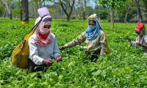 Supreme Court Orders Payment Of Rs. 650 Crores To Workers Of 25 Tea Gardens In Assam Supreme Court Orders Payment Of Rs. 650 Crores To Workers Of 25 Tea Gardens In Assam