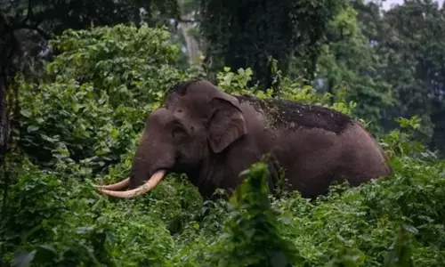 Kerala High Court Directs Forest Department To Refrain From Capturing Wild Tusker Arikomban Till March 29 Kerala High Court Directs Forest Department To Refrain From Capturing Wild Tusker Arikomban Till March 29