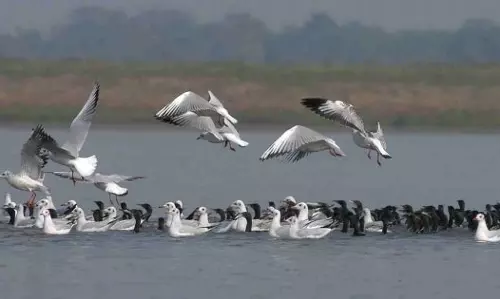 Gauhati High Court Asks State To Take Steps To Boost Tourism In Area Surrounding Deepor Beel Gauhati High Court Asks State To Take Steps To Boost Tourism In Area Surrounding Deepor Beel