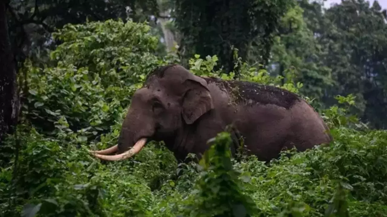 Kerala High Court Orders Capture, Radio-Collaring & Relocation Of Rogue Elephant Arikomban To Parambikulam Tiger Reserve Kerala High Court Orders Capture, Radio-Collaring & Relocation Of Rogue Elephant Arikomban To Parambikulam Tiger Reserve