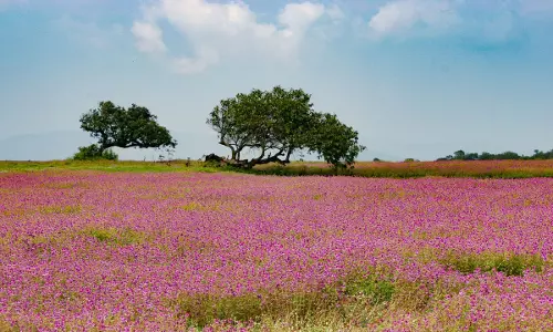 Plea Filed In NGT, For Protection Of UNESCO World Heritage Site ‘Kaas Plateau’ Plea Filed In NGT, For Protection Of UNESCO World Heritage Site ‘Kaas Plateau’