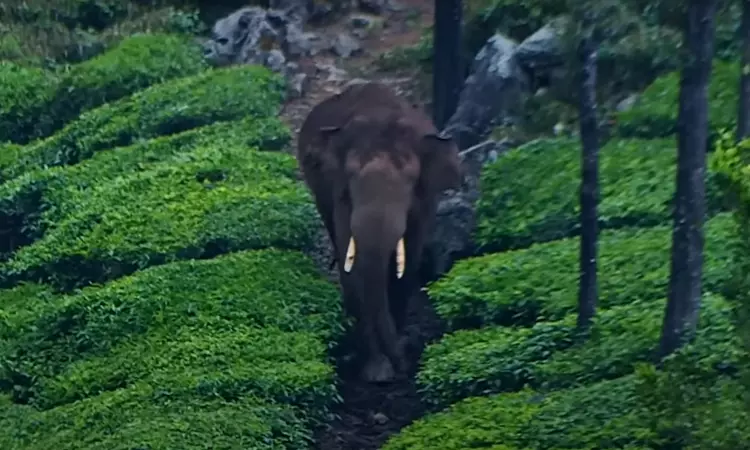 Legislator Moves Kerala High Court Against Translocation Of Rogue Elephant Arikomban To Parambikulam Tiger Reserve Legislator Moves Kerala High Court Against Translocation Of Rogue Elephant Arikomban To Parambikulam Tiger Reserve