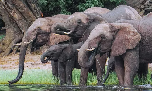 NGT Warns Odisha State Authorities To Notify Elephant Corridors Or Face The Consequences NGT Warns Odisha State Authorities To Notify Elephant Corridors Or Face The Consequences