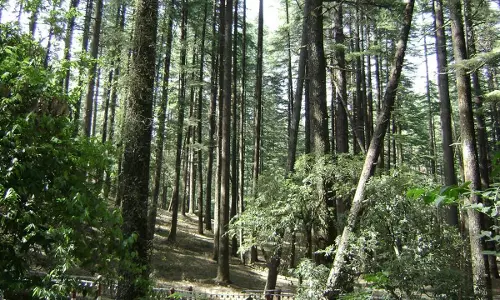 Illegal Felling Of Trees In Corbett Tiger Reserve: NGT Directs MoEF & CC To File Action Taken Report Illegal Felling Of Trees In Corbett Tiger Reserve: NGT Directs MoEF & CC To File Action Taken Report