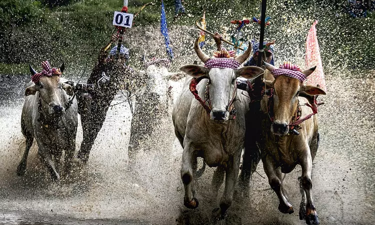 Bombay High Court Refuses To Entertain PIL Against Bullock Cart Racing In Maharashtra Bombay High Court Refuses To Entertain PIL Against Bullock Cart Racing In Maharashtra