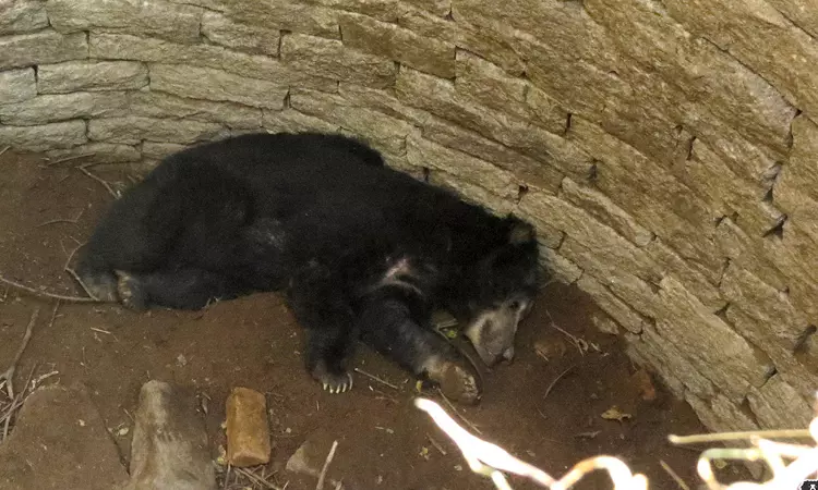 How Can Criminal Liability Be Attributed?: Kerala High Court Asks In Plea Against Forest Officials Over Sloth Bears Death In Well