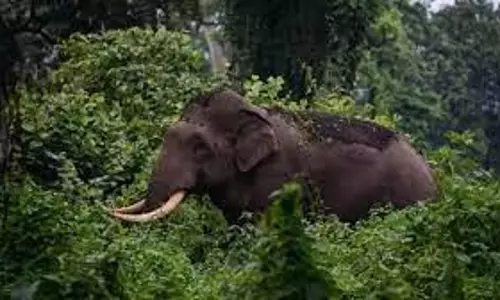 Madras High Courts Forest Bench To Hear Plea To Relocate Wild Tusker Arikomban To Kerala Madras High Courts Forest Bench To Hear Plea To Relocate Wild Tusker Arikomban To Kerala