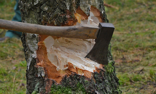 MP High Court Restrains State From Felling Trees In Nursery On Land Allotted For Proposed Construction Of Administrative Buildings MP High Court Restrains State From Felling Trees In Nursery On Land Allotted For Proposed Construction Of Administrative Buildings