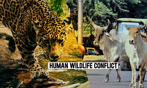 Uttarakhand High Court Suggests State To Come Up With Policy For Surrender Of Old, Infirm Animals; Penalty On Those Abandoning Cattle